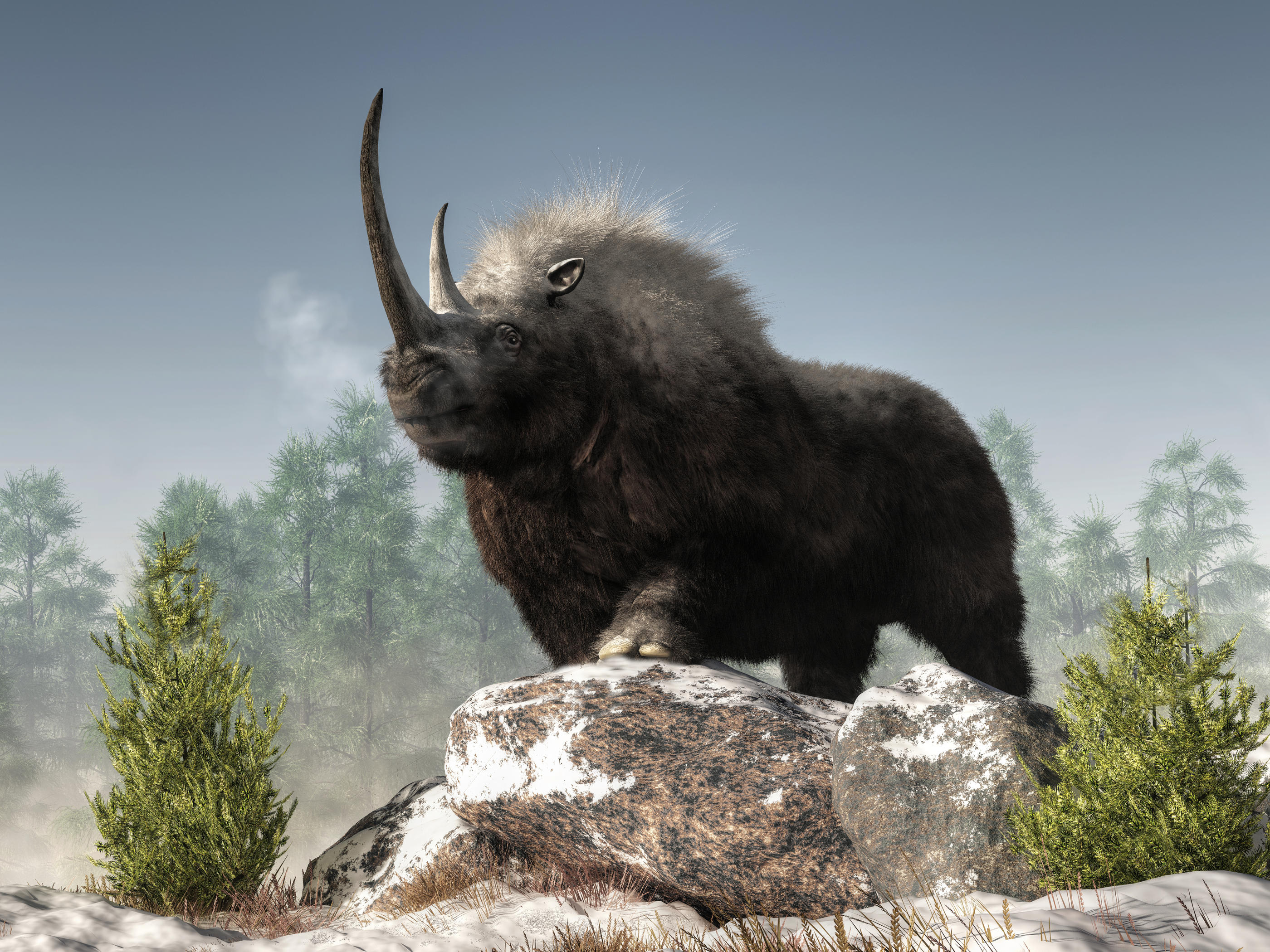 Disparu il y a environ 10 000 ans,  le rhinocéros laineux a jadis été légion. On n’avait jamais, jusqu’à ce jour, pu exploiter l’ADN de spécimens européens. Photo Getty Images/Daniel Eskridge
