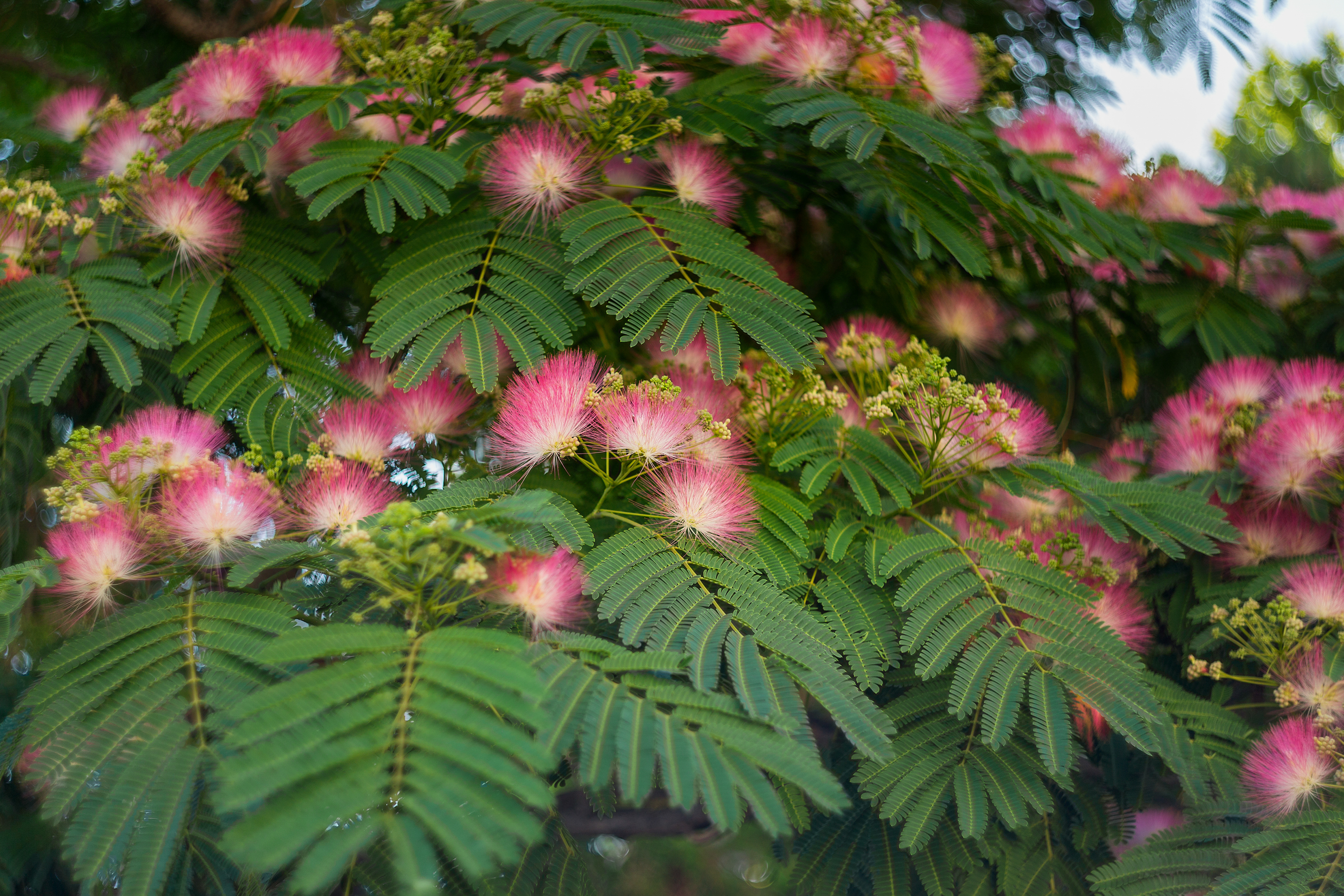 Les 12 arbres à fleurs roses les plus beaux pour avoir un jardin spectaculaire ! Copyright (c) 2020 Dmitrenko Ekaterina/Shutterstock.